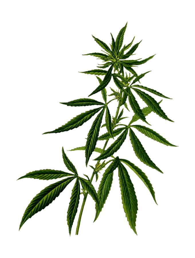 Czym jest marihuana medyczna?